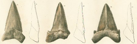 CARCHARODON ANGUSTIDENS Tafel 28 fig. 20-25