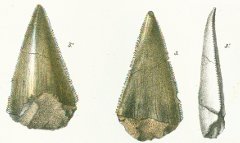 CARCHARODON ANGUSTIDENS Tafel 30 fig.3