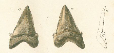 CARCHARODON AURICULATUS Tafel28 fig. 17-19