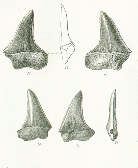 CARCHARODON ESCHERI Tafel 36 fig. 16-21