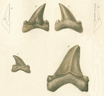 CARCHARODON HETERODON Tafel 28 fig. 11-16