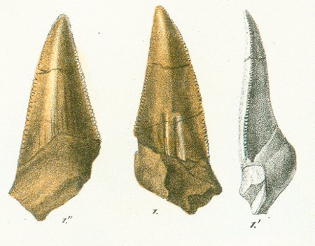 CARCHARODON LANCEOLATUS Tafel 30 fig. 1