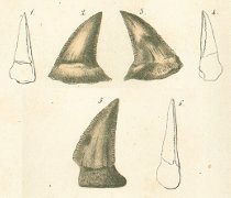 CARCHARODON LEPTODON Tafel 28 fig. 1-6