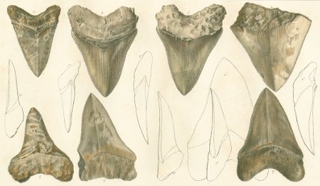 CARCHARODON MEGALODON Tafel 29 fig. 1-8