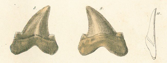 CARCHARODON MEGALOTIS Tafel 28 fig. 8-10