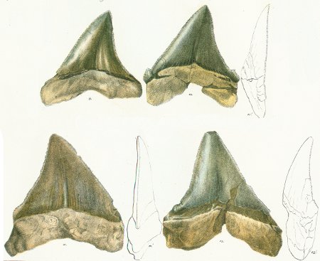 CARCHARODON POLYGYRUS Tafel 30 fig. 9-12