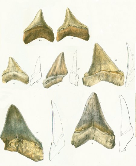 CARCHARODON PRODUCTUS Tafel 30 fig. 2, 4, 6, 7, 8
