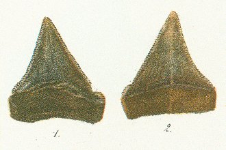 CARCHARODON SEMISERRATUS Tafel 30a fig. 1,2