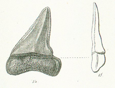 CARCHARODON SUBSERRATUS Tafel 36 fig. 14-15