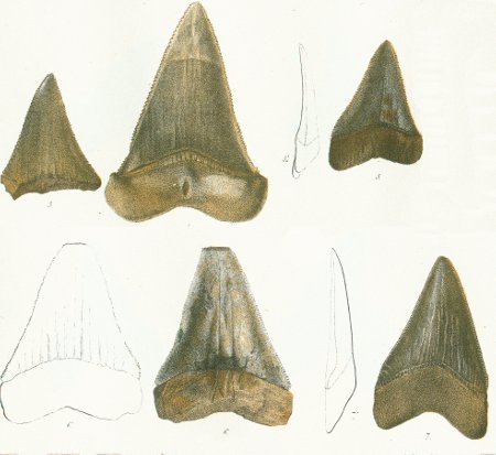 CARCHARODON SULCIDENS Tafel30a fig. 3-7