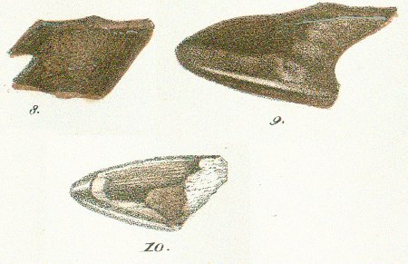 CHIMAERA (GANODUS) COLEI Tafel 40 fig. 8-10