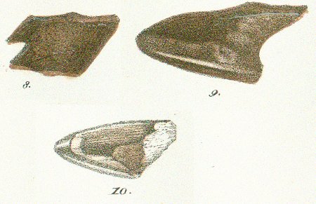 CHIMAERA (GANODUS) COLEI Tafel 40 fig. 8-10