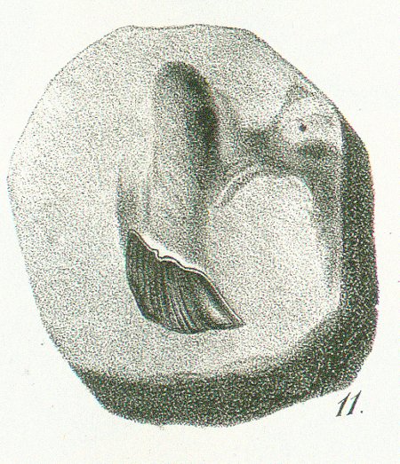 CHIMAERA (GANODUS) NEGLECTA Tafel 40c fig. 11
