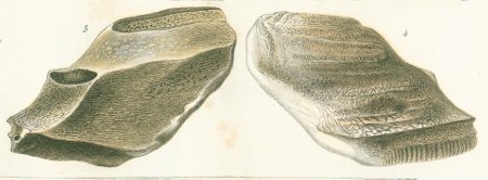 CHIMAERA (ISCHYODON) AGASSIZII Tafel40a fig. 3-4