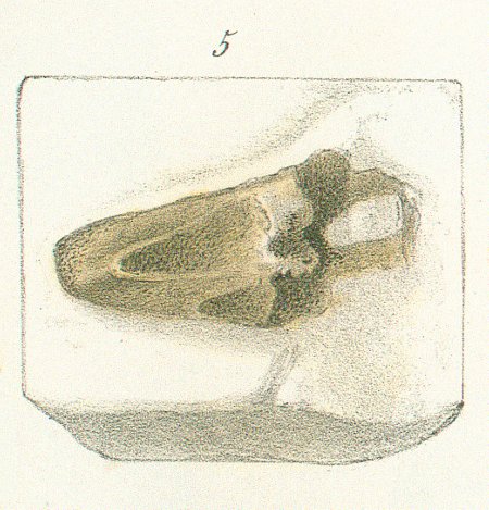 CHIMAERA (ISCHYODON) AGASSIZII Tafel 40a fig. 5