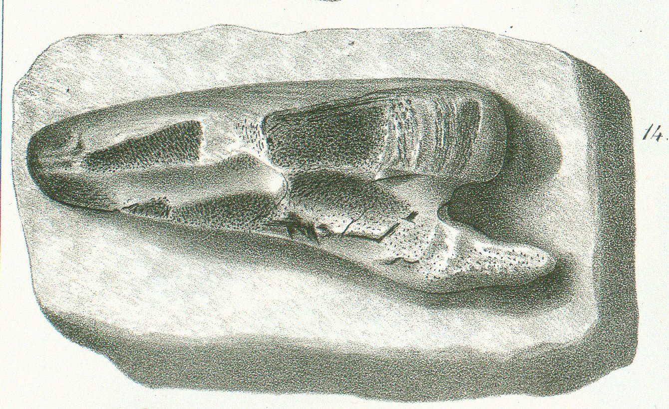 CHIMAERA (ISCHYODON) AGASSIZII Tafel40 c fig. 14