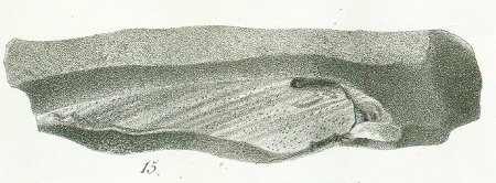 CHIMAERA (ISCHYODON) AGASSIZII Tafel 40c fig. 15