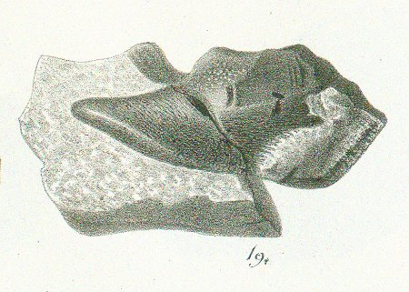 CHIMAERA (ISCHYODON) BUCKLANDI Tafel 40c fig. 19