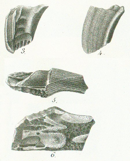 CHIMAERA (ISCHYODON) EGERTONI Tafel 40c fig. 3-6