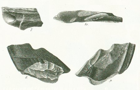 CHIMAERA (ISCHYODON) EGERTONI Tafel 40c fig. 7-10