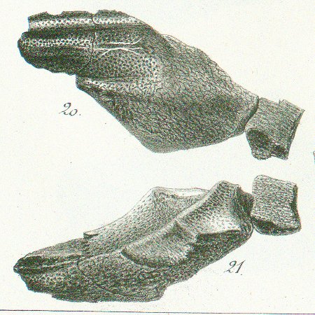 CHIMAERA (ISCHYODON) HELVETICA Tafel 40c fig. 20-21