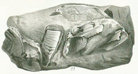 CHIMAERA (ISCHYODON) JOHNSONII Tafel 40c fig. 22