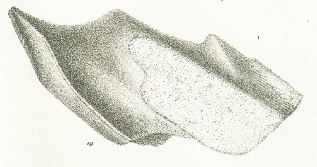 CHIMAERA (ISCHYODON) TESSONI Tafel 40 fig. 19