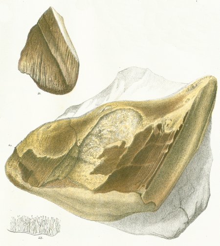 CHIMAERA (ISCHYODON) TOWNSENDII Tafel 40 fig. 20-22