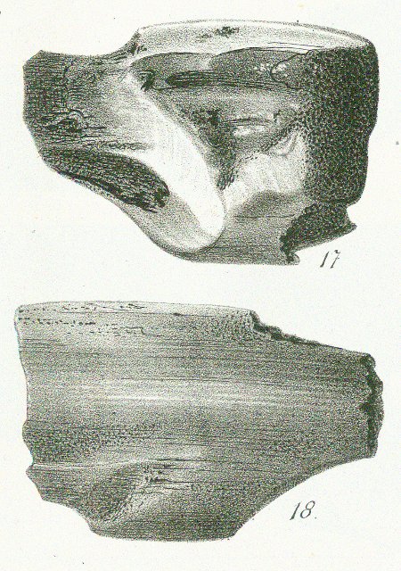 CHIMAERA (ISCHYODON) TOWNSENDII Tafel 40 c fig. 17-18