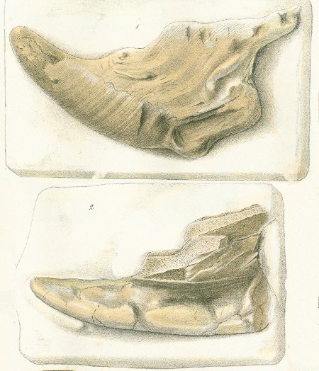 CHIMAERA (PSITTACODON) MANTELLII Tafel 40a fig. 1-2