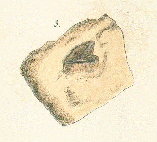 CORAX APPENDICULATUS Tafel 26 fig. 3