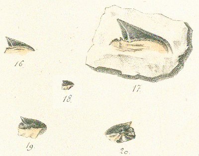CORAX APPENDICULATUS Tafel 26 a fig. 16-20