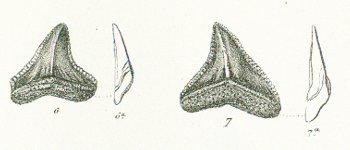 CORAX EGERTONI Tafel 36 fig. 6-7