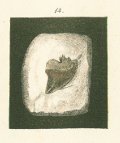 CORAX FALCATUS Tafel 26 fig. 14