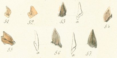 CORAX PLANUS Tafel 26a fig. 51-57