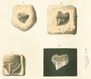 CORAX PRISTODONTUS Tafel 26 fig. 9-13