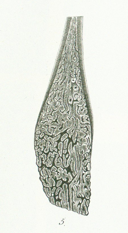 Corax kaupii Tafel Q fig. 5