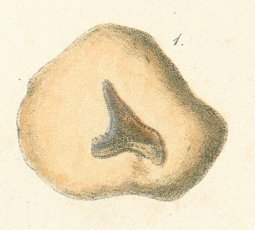 GALEOCERDO DENTICULATUS Tafel 26 fig. 1