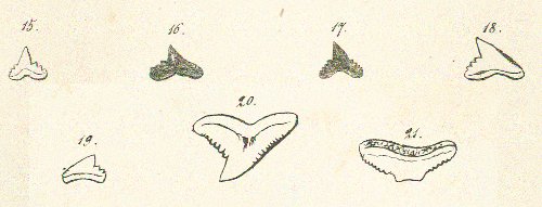 GALEOCERDO MINOR Tafel 26 fig. 15-21