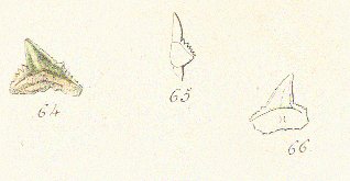 GALEOCERDO MINOR Tafel 26a fig. 64-66