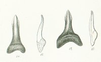 GLYPHIS HASTALIS Tafel 36 fig. 10-13