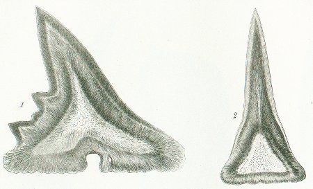 Galeus canis Tafel O fig. 1-2