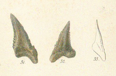 HEMIPRISTIS PAUCIDENS Tafel 27 fig. 31-33