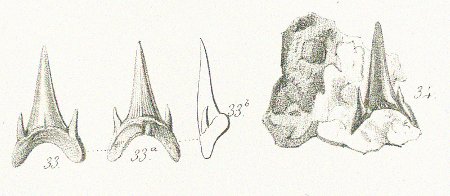 LAMNA (ODONTASPIS) ACUTISSIMA Tafel 37a fig. 33-34