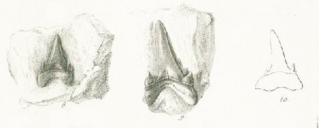 LAMNA (ODONTASPIS) BRONNII Tafel 37a fig. 8-10