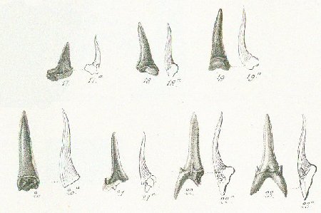 LAMNA (ODONTASPIS) CONTORTIDENS Tafel 37a fig. 17-23