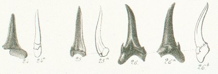 LAMNA (ODONTASPIS) DUBIA Tafel 37a fig. 24-26