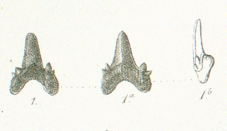 LAMNA (ODONTASPIS) DUPLEX Tafel 37 a fig.1