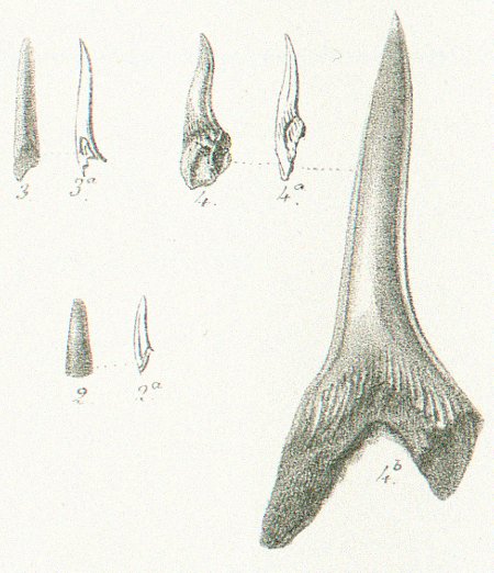 LAMNA (ODONTASPIS) GRACILIS Tafel 37a fig.2-4