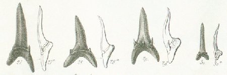 LAMNA (ODONTASPIS) HOPEI Tafel 37a fig. 27-30